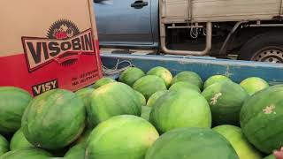 Tropical Mackay Queensland Farmers Market [upl. by Annunciata]