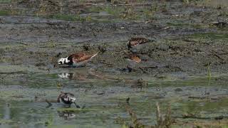 North American Ruddy Turnstones feed on a northern USA wetland [upl. by Nired]