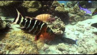 Octopus been eaten alive at white rock Koh Tao thailand [upl. by Wycoff566]