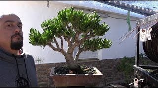 Bonsai suculenta  Crassula ovata Convoluta [upl. by Hoxie]