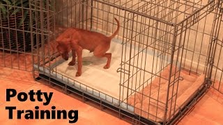 Potty Training Puppy Apartment  Official Full Video  How To Potty Train A Puppy Fast amp Easy [upl. by Llenad215]