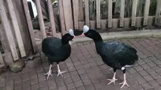 Two Northern helmeted curassow [upl. by Elleniad]