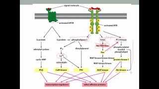 PCB3103  Cell Biology  Cell Signaling [upl. by Eittah]