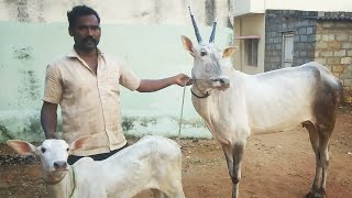 Very excellent Hallikar cow and calf of MrNagaraj in Manganahalli villageBlr North [upl. by Griffis]