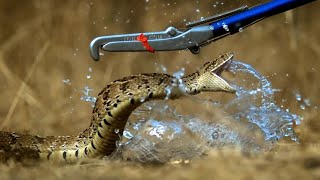 Puff Adder Attack in Slow Motion  Deadly 60 Series 3  BBC Earth [upl. by Odnam]