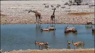 Springboks Gemsbok Oryx Giraffes and Zebras at Okaukuejo Resort Waterhole [upl. by Ynwat]