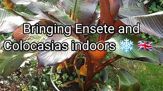 Bringing Ensete and Colocasia indoors ❄️ 🇬🇧 [upl. by Enorahs]