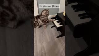 petpiano aaronsanimals musicalgenius kittenmusic shorts [upl. by Lemire453]