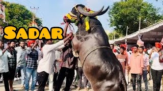 maa oorilo jarigina sadar uthsavam muchatlu trending viral sadarfestival [upl. by Xella]