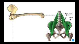 Hip Flexors  Rectus Femoris amp Iliopsoas Psoas Major amp Iliacus [upl. by Iclek702]