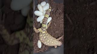 Heloderma h exasperatum egg laying [upl. by Ahseena964]