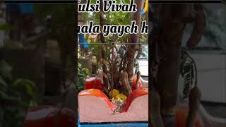 Tulsi vivah preparation 🙏lagnala yaycha ha tulsivivah weddingphotography weddingvideo [upl. by Berkow]