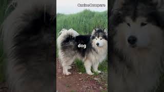 Siberian Husky vs Alaskan Malamute Which Northern Breed is Right for You [upl. by Adnohsat]