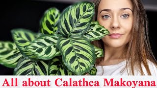 Calathea makoyana care All you need to know about peacock plant [upl. by Timmons432]