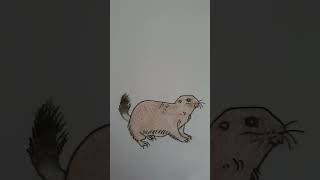 Black tailed prairie dog [upl. by Edualcnaej]