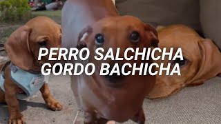 quotPerro salchicha gordo bachicha 💓quot  María Elena Walsh  Perro Salchicha [upl. by Ahsiki]