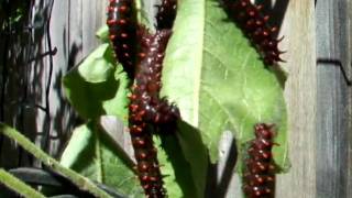 Hungry Pipevine Swallowtail Caterpillars 2 [upl. by Haimorej]