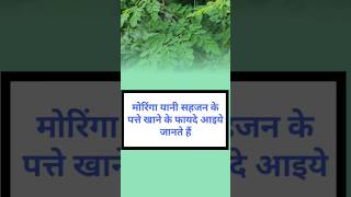 सहजन के पत्ते खाने के फायदे। Benefits of eating drumstick leaves [upl. by Kihtrak942]