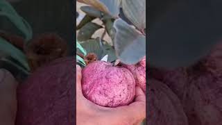 😱😋Psidium rufum awesome wonderful guava fruit fruitcutting yummy satisfying shorts fyp wow [upl. by Vacla]