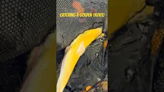 Catching a Golden trout in Scotland trout troutfishing flyfishing flyfishingtiktok lurefishing [upl. by Londoner]