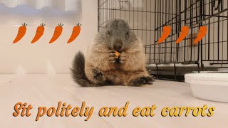 Puku sitting and eating a carrot [upl. by Nnylylloh]