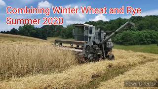 Gleaner E Combining Wheat and Rye [upl. by Ainnos]