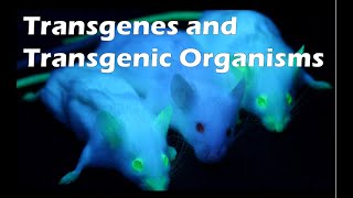 Trangenes and Transgenic Organisms [upl. by Ahseyn]