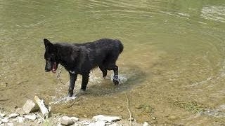 Big Black Wolf sighting at dog park [upl. by Gilbertina]