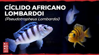 Peces Cíclidos Africano Lombardoi Maylandia Lombardoi  Ficha Técnica 🐟 [upl. by Ahsha]