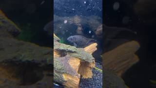 Black Convict Cichlid fish asmr aquarium nature convictcichlid beautiful shorts fishtank yt [upl. by Munshi]