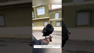 This man managed to rescue a crow in time from a fierce hawk and then animalshorts [upl. by Kwon]