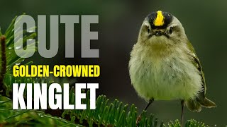 Cute Goldencrowned Kinglet [upl. by Ellivnarg]