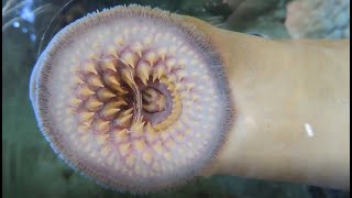 Facts The Sea Lamprey [upl. by Coppola]