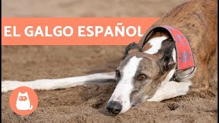 Galgo español  Características y cuidados [upl. by Ybsorc]