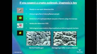 Cryptosporidiosis in calves  AHDB Dairy [upl. by Almallah]