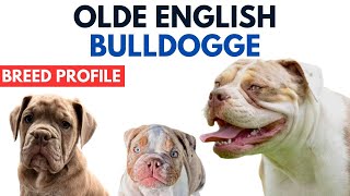 Olde English Bulldogge Breed Profile History  Price  Traits  Grooming Needs  Lifespan  OEB Dog [upl. by Awuhsoj]