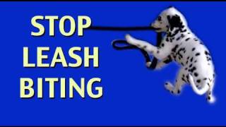 How to stop leash biting clicker dog training [upl. by How359]