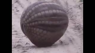 Armadillo transforms into a perfect ball  Tatu bola looks like magic [upl. by Nnauol292]