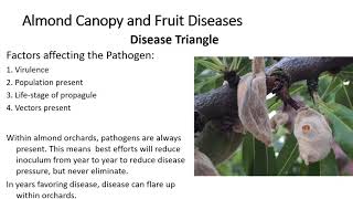 Almond Canopy and Fruit Diseases An Overview [upl. by Araht]