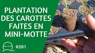 281Plantation des carottes faites en minimotte 🥕 [upl. by Ahsirtap951]