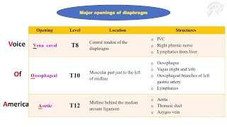 Thoracoabdominal diaphragm [upl. by Arratoon]