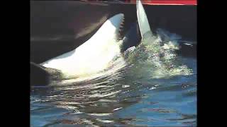 Luna the Orca With First Nations Canoes Raw Footage [upl. by Lauryn222]