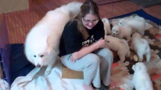 Arctic Diamond Samoyeds Puppies attack Great Uncle Jasper [upl. by Raymonds]