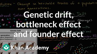 Genetic drift bottleneck effect and founder effect  Biology  Khan Academy [upl. by Ebanreb]