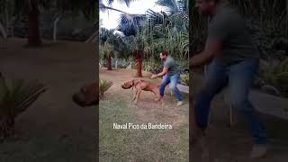 Fila Brasileiro Raiz 🇧🇷 Canil Pico da Bandeira CAFIB filabrasileiro cães cachorro [upl. by Cassandry580]