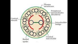 Cilia and Flagella  Structure and Functions of cilia and Flagella  Part 1 [upl. by Sarge91]