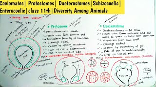 Coelomates Protostomes DueterostomesSchizocoelic Enterocoelicclass 11thDiversity Among Animals [upl. by Gusba129]