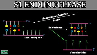 S1 Nuclease  S1 Nuclease Enzyme  Endonucleases  Exonucleases [upl. by Sredna666]