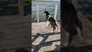 Husky am Federsee 💙  🐺 Husky Goraidh 🐾 shorts [upl. by Eppillihp259]