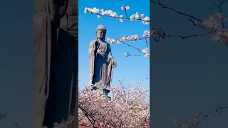 Daibutsu temple 🌸🇯🇵shots nature travel [upl. by Assedo]